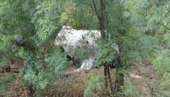 vaca-morta-e1659472784966