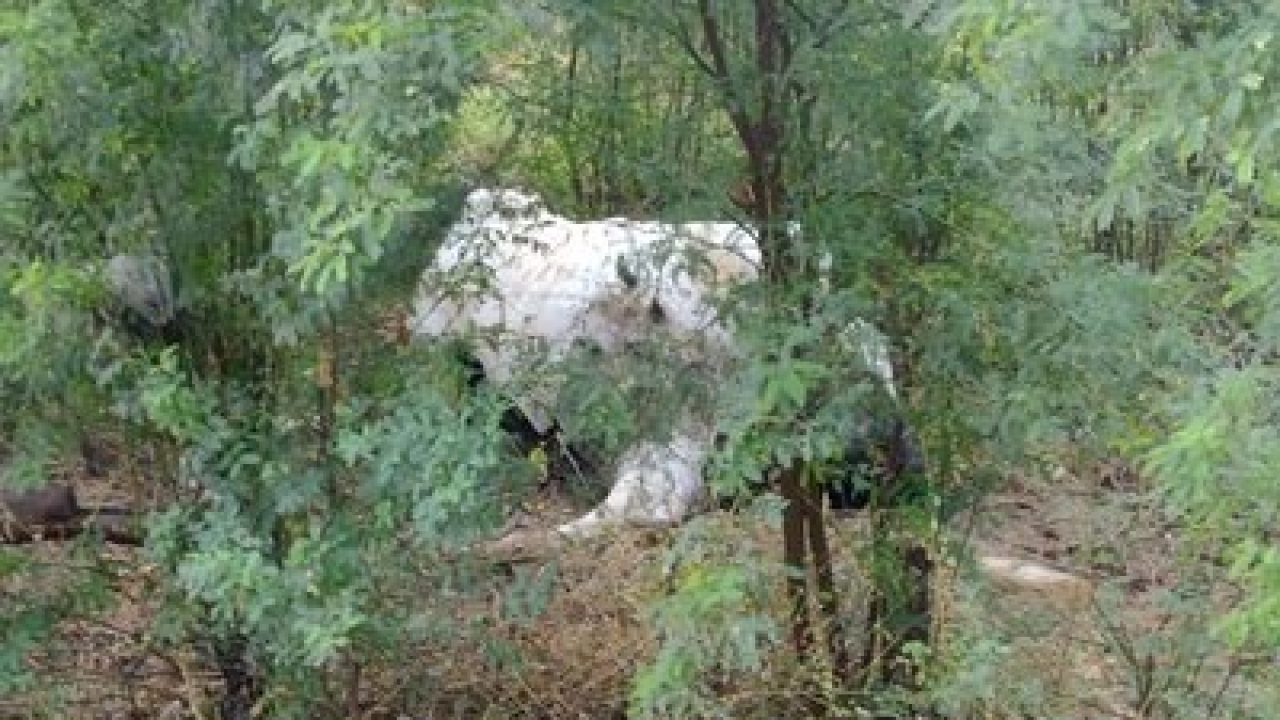 vaca-morta-e1659472784966