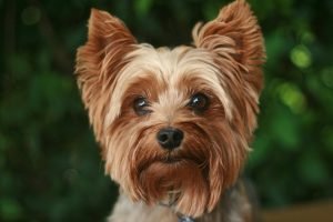 Foto: 1 de 1 Imagem colorida de cão da raça Yorkshire Terrier - Metrópoles - Fot