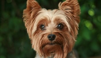 Foto: 1 de 1 Imagem colorida de cão da raça Yorkshire Terrier - Metrópoles - Fot